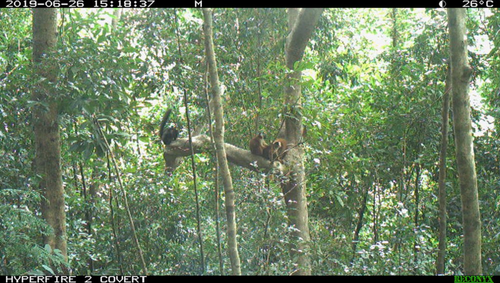 Screenshot of lemurs from a camera trap