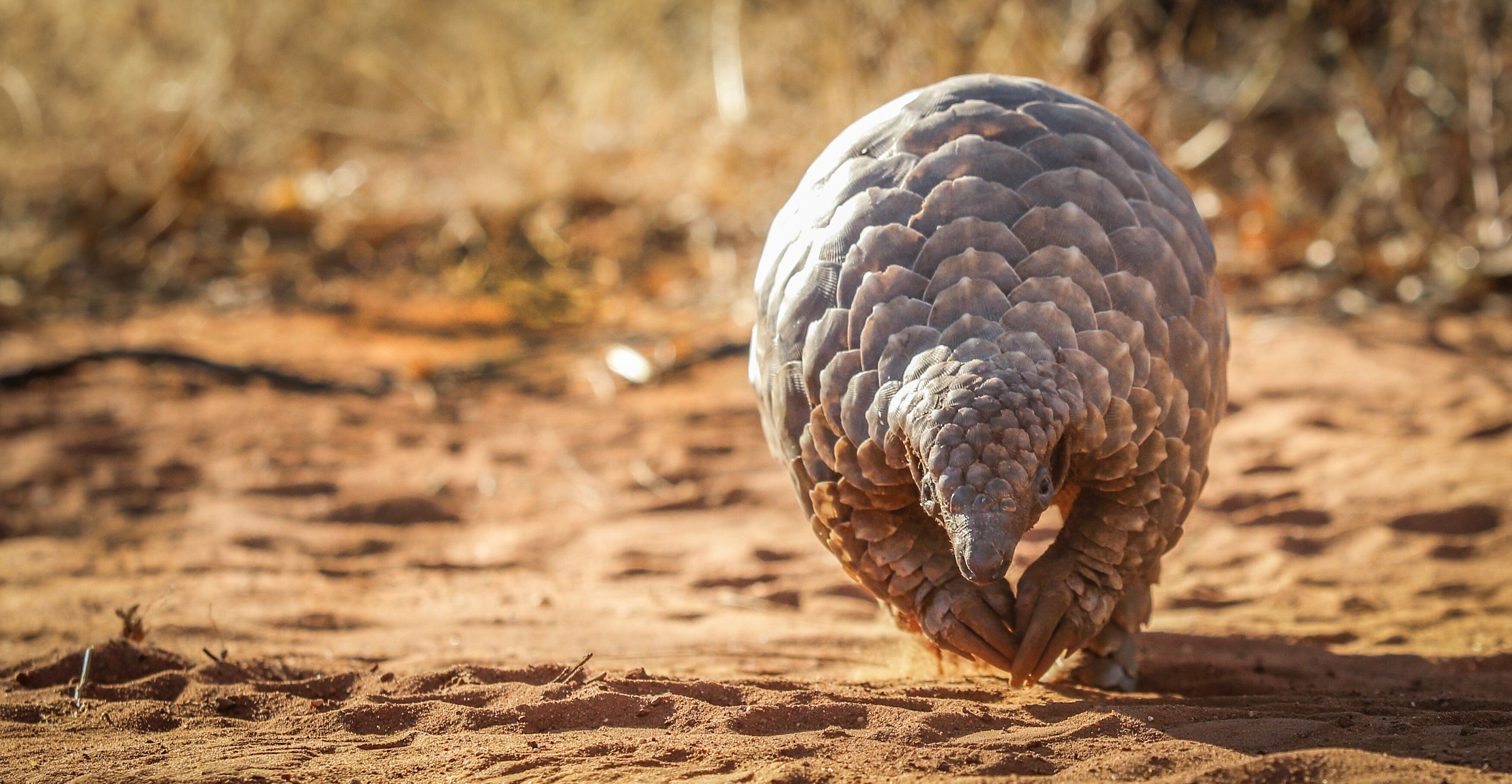 Pangolin